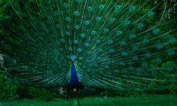 공작새 꿈