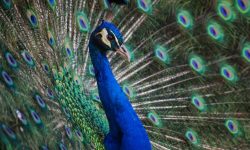 공작새가 죽는 꿈