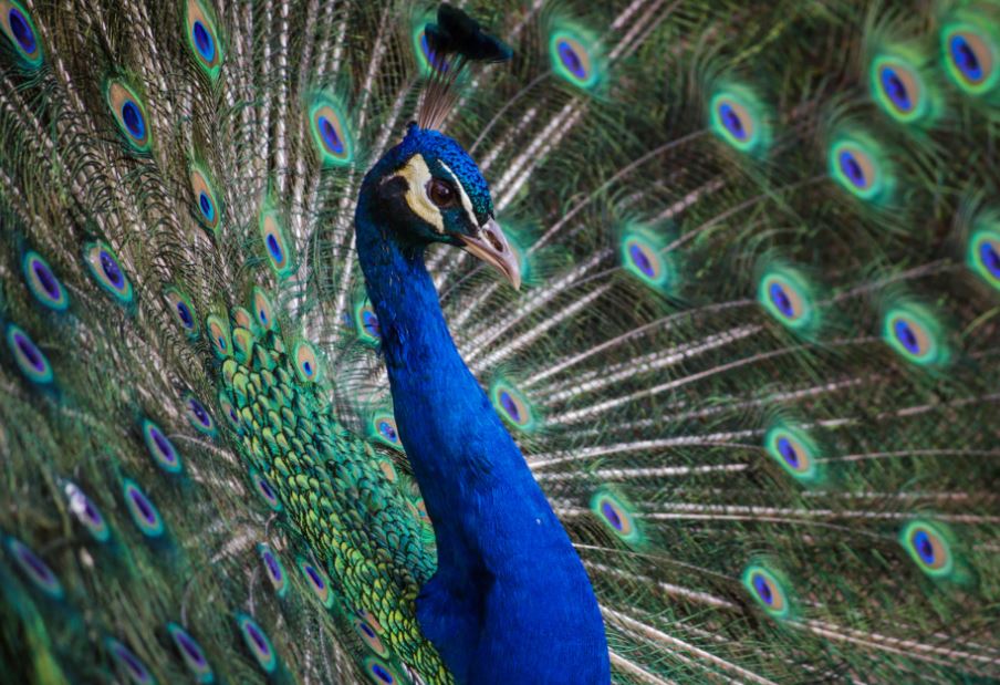 공작새가 죽는 꿈