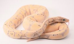 구렁이가 몸을 감는 꿈