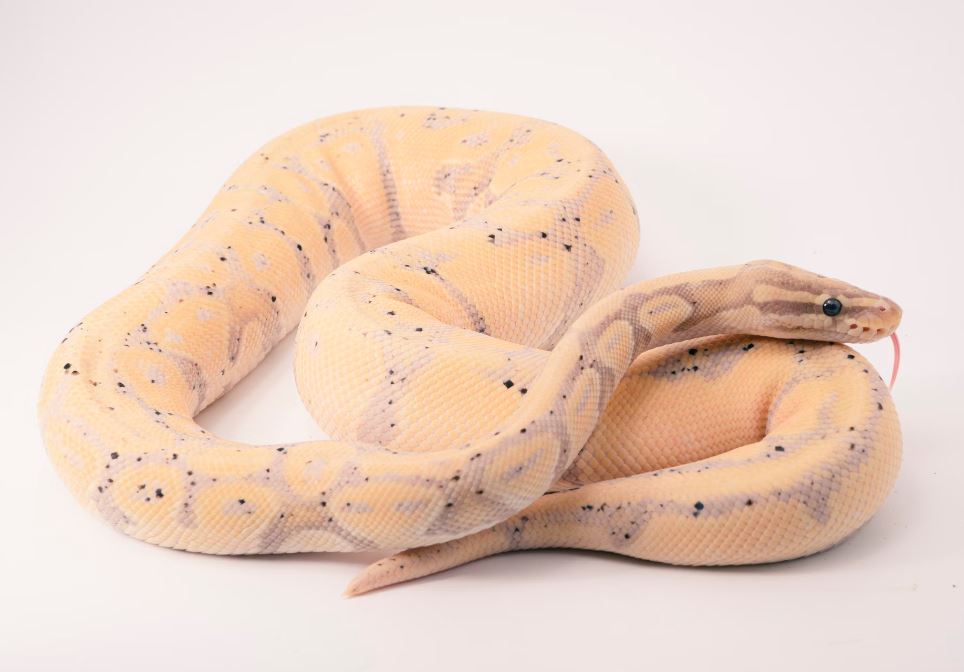 구렁이가 몸을 감는 꿈