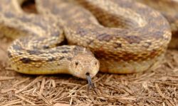 구렁이가 집으로 들어오는 꿈