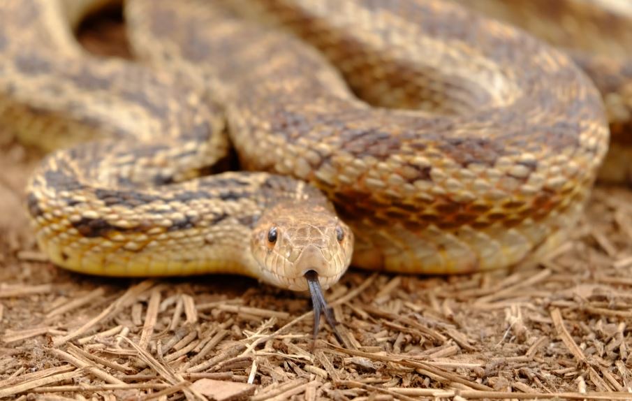 구렁이가 집으로 들어오는 꿈