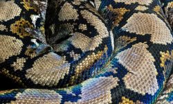 큰 구렁이에게 물리는 꿈