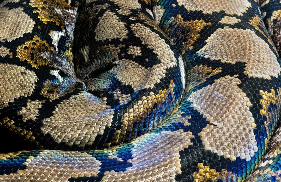 큰 구렁이에게 물리는 꿈