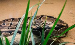 큰 구렁이 죽이는 꿈