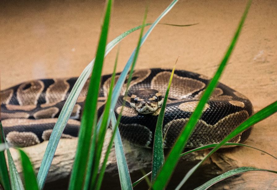 큰 구렁이 죽이는 꿈